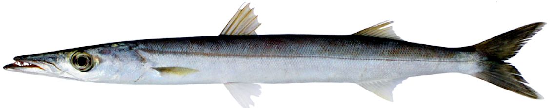 Sphyraena sphyraena_03.jpg